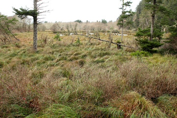 Scenic wetlands in Long Beach, WA.