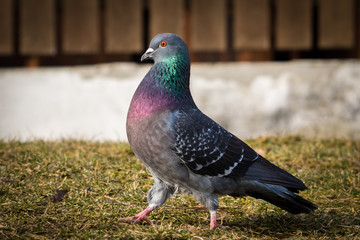 Pigeon