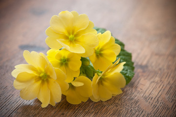 bouquet de primevères jaune sur table en bois