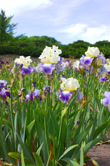 Obraz premium Iris Flower