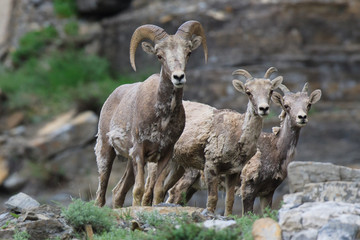 A group of young bighorn sheep watching us pass by in Glacier National Park near the Going to the Sun Road.