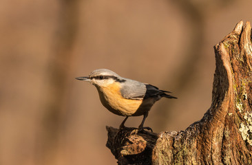 Small birds, with their various colors, shapes, flights, customs, etc. offer beautiful scenes in...