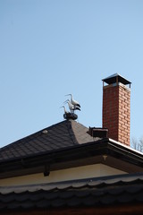 stork on the roof