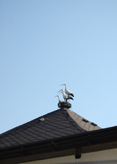 stork on the roof