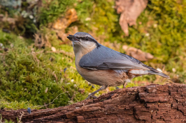 Small birds, with their various colors, shapes, flights, customs, etc. offer beautiful scenes in their daily lives