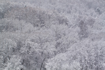 winter forest landscape with snow-covered trees