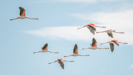 Fliegende rosige Flamingos im Nimez Birds Reservation Area, Patagonien