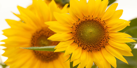 Fototapeta premium beautiful bright yellow sunflower flower