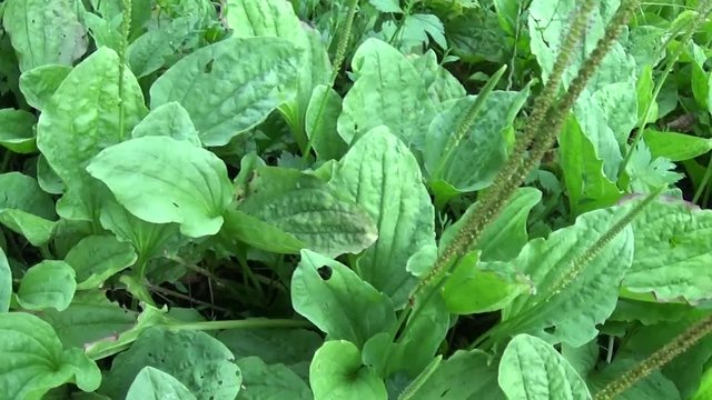 Plantago major green wild plant, plantain, medicinal plant. HD video footage shooting with steadicam. Slow motion panorama of vibrant leafs close up.