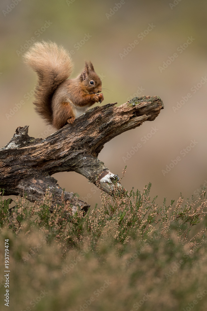 Sticker red squirrel eating a hazelnut perched on a log with a green and brown background and heather in the