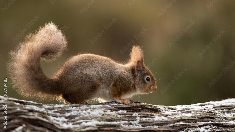 Sticker red squirrel running along a snow dusted log with his tailed culred up and a green backround.