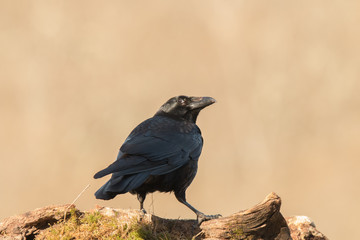 Small birds, with their various colors, shapes, flights, customs, etc. offer beautiful scenes in their daily lives