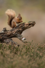 Red Squirrel eating a hazelnut perched on a log with a green and brown background and heather in the foreground.