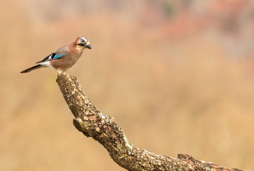 Small birds, with their various colors, shapes, flights, customs, etc. offer beautiful scenes in their daily lives