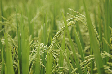 Close up of green rice growing in field