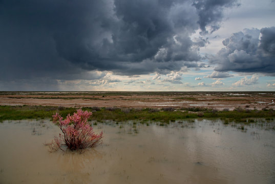 West Kazakhstan. Blooming saksaul trees in the flooded plains.