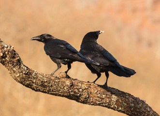 Small birds, with their various colors, shapes, flights, customs, etc. offer beautiful scenes in their daily lives