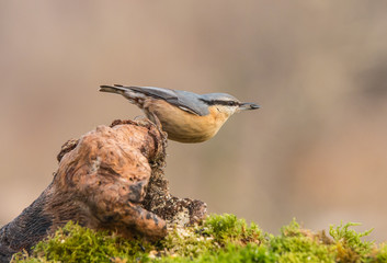 Small birds, with their various colors, shapes, flights, customs, etc. offer beautiful scenes in their daily lives