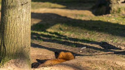 Rotfuchs liegt neben einem Baum