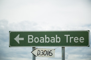 Obraz premium D3016 Boabab 