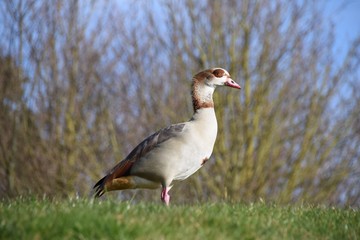 Egyptian goose in winter sunlight