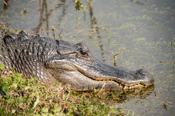 Alligator at Brazos Bend State Park