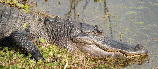 American Alligator at Brazos Bend State Park