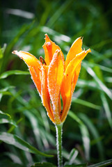 fire lily