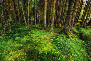 Fototapeta premium The pine scottish forest