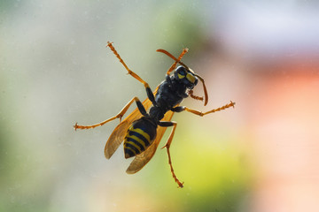 The wasp on a glass