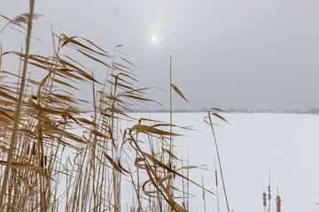 Winter scenery. Dry reeds on the coast of snow covered frozen lake.