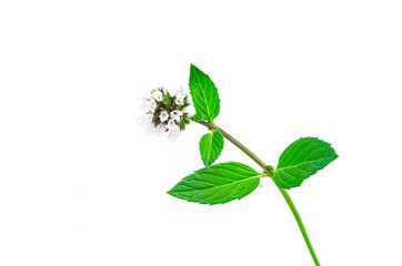 Fresh mint leaves with flowers close up, isolated on white.