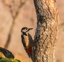 woodpeckers eating breakfast in the mountain of Cantabria highlighting the beauty and colors of their feathers
