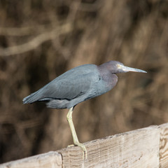 Little Blue Heron at Brazos Bend State Park