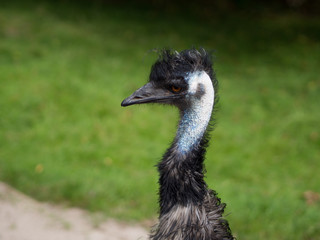 Emu in Zoo
