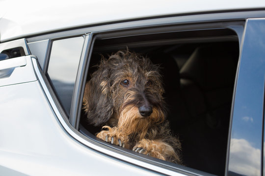 Cane bassotto in auto al finestrino