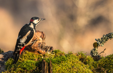 woodpeckers eating breakfast in the mountain of Cantabria highlighting the beauty and colors of their feathers