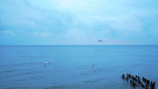 Seagulls on winter sea