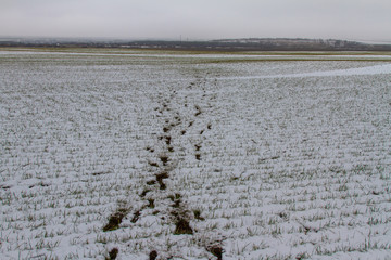 A trail of roe deer in the snow-covered steppe © Dmytro