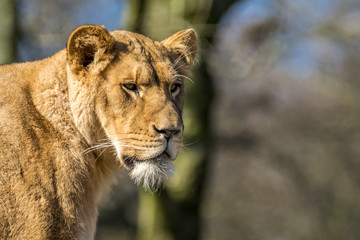 Obraz na płótnie Canvas Close up of female lion