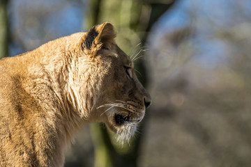 Close up of female lion