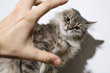 hand attacks the cat. animal violence concept