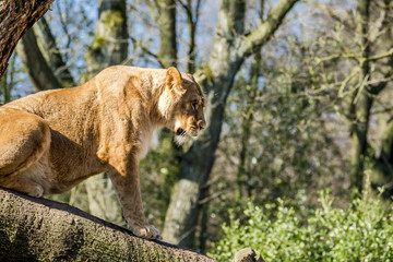 Close up of female lion