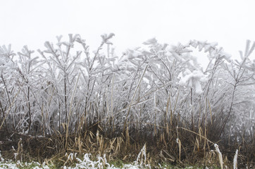 Winter scene: bushes covered with snow.
