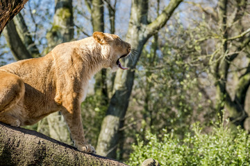 Close up of female lion