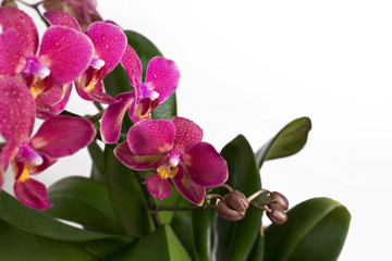 Flowering orchid flowers close-up