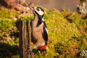 woodpeckers eating breakfast in the mountain of Cantabria highlighting the beauty and colors of their feathers