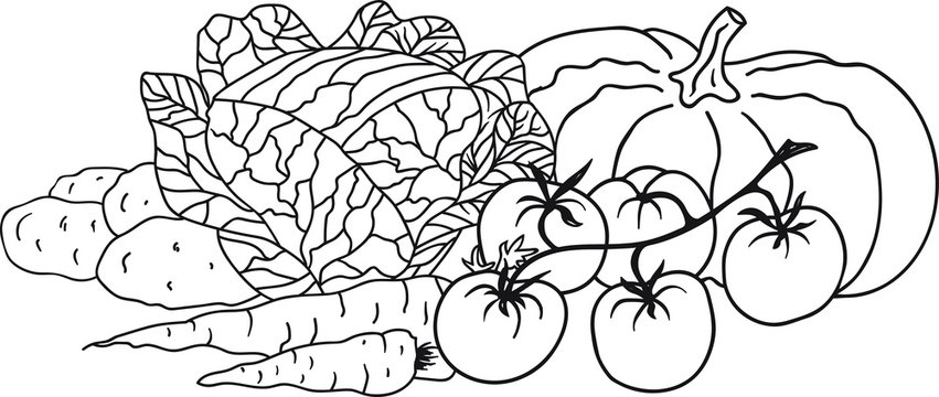 Hand Drawn Doodle Sketch Line Art Vector Illustration with Composition of Vegetables. Cabbage Pumpkin Carrots Potatoes Tomatoes. Black Outline Design Element Template.