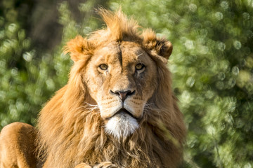 Obraz na płótnie Canvas Close-up of male lion lying on a branch