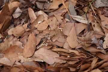 dead leaves